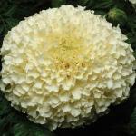 Seminte profesionale Tagetes erecta - Craite inalte